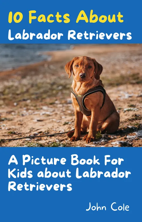 A Picture Book for Kids About Lions