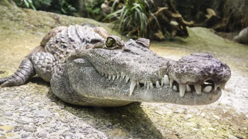 Fascinating Facts for Kids About Alligators