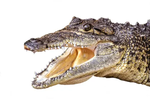 Fascinating Facts for Kids About Alligators
