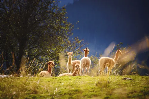 Fascinating Facts for Kids About Alpacas