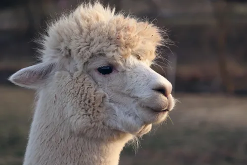 Fascinating Facts for Kids About Alpacas