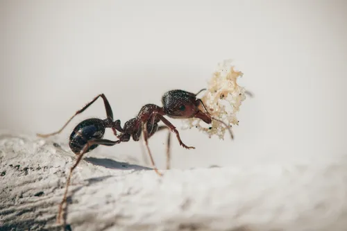 Fascinating Facts for Kids About Ants