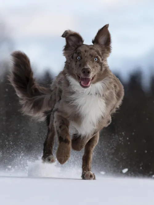 Fascinating Facts for Kids About Australian Shepherds