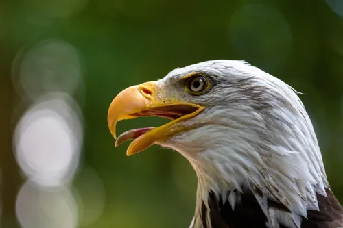 Fascinating Facts for Kids About Bald Eagles