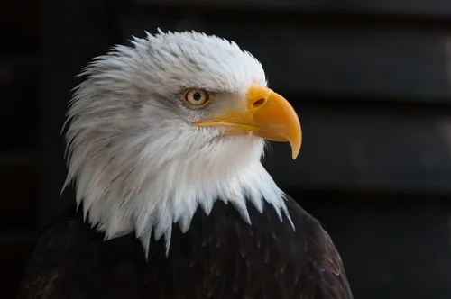 Fascinating Facts for Kids About Bald Eagles
