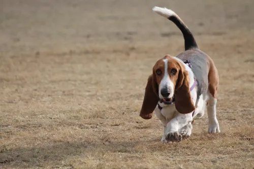 Fascinating Facts for Kids About Basset Hounds