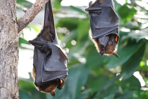 Fascinating Facts for Kids About Bats