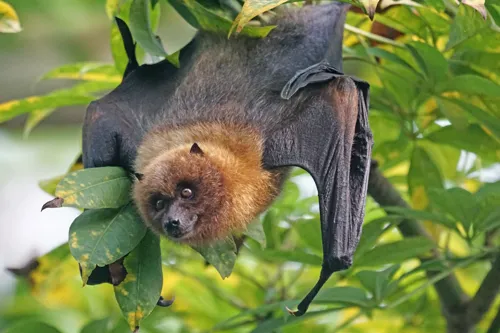 Fascinating Facts for Kids About Bats