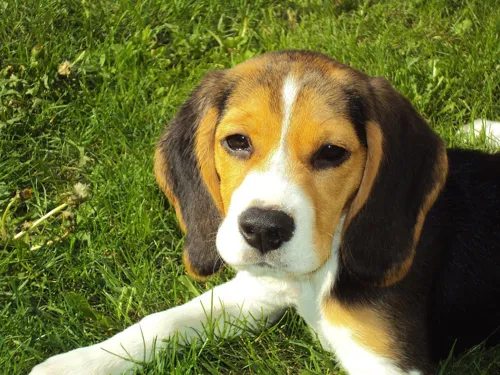 Fascinating Facts for Kids About Beagles