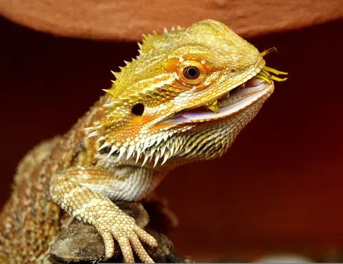 Fascinating Facts for Kids About Bearded Dragons