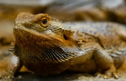 Fascinating Facts for Kids About Bearded Dragons