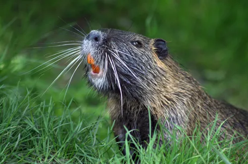 Fascinating Facts for Kids About Beavers