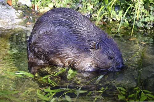Fascinating Facts for Kids About Beavers