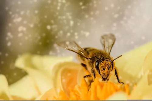 Fascinating Facts for Kids About Bees