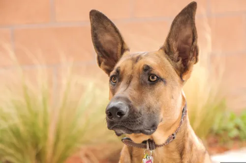 Fascinating Facts for Kids About Belgian Malinois