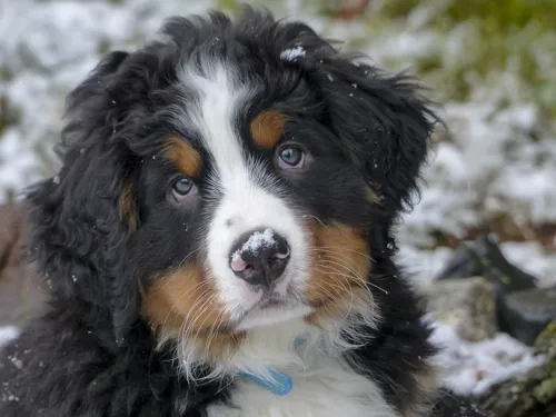 Fascinating Facts for Kids About Bernese Mountain Dogs