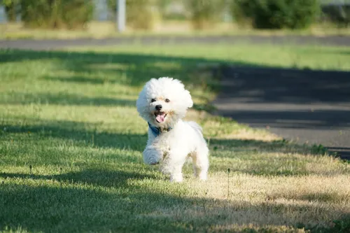 Fascinating Facts for Kids About Bichon Frises