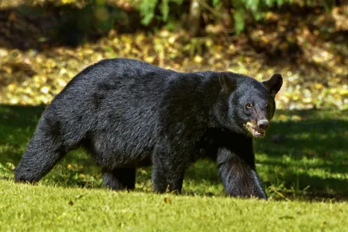 Fascinating Facts for Kids About Black Bear