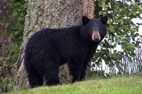 Fascinating Facts for Kids About Black Bear