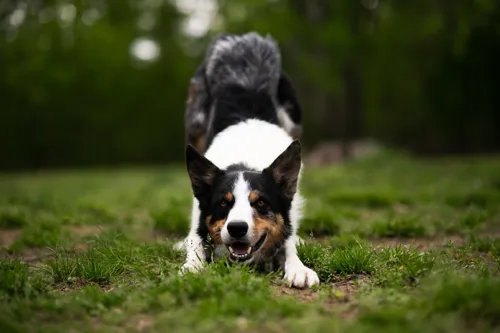 Fascinating Facts for Kids About Border Collies