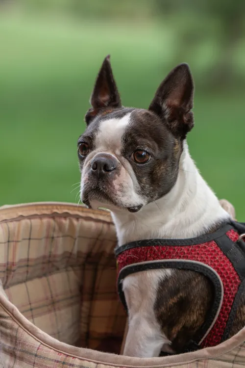 Fascinating Facts for Kids About Boston Terriers