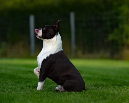 Fascinating Facts for Kids About Boston Terriers