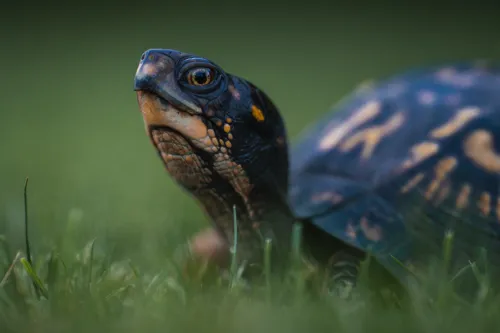 Fascinating Facts for Kids About Box Turtles