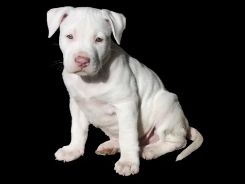 Fascinating Facts for Kids About Bull Terriers