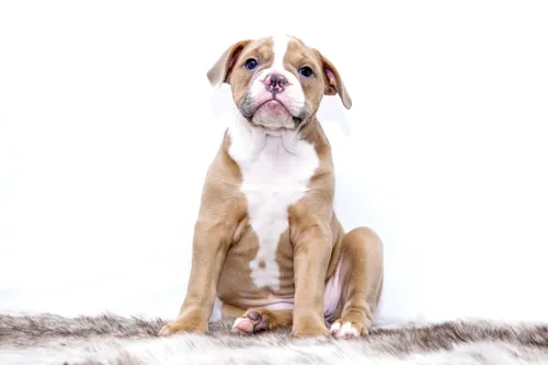 Fascinating Facts for Kids About Bulldogs