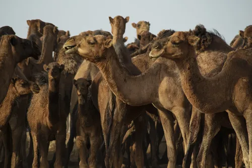 Fascinating Facts for Kids About Camels