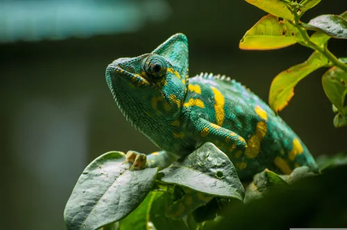 Fascinating Facts for Kids About Chameleons