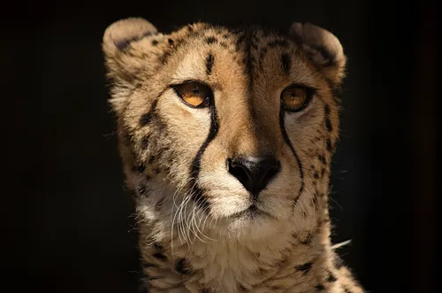Fascinating Facts for Kids About Cheetahs