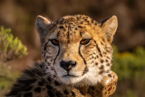 Fascinating Facts for Kids About Cheetahs