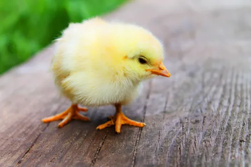 Fascinating Facts for Kids About Chickens