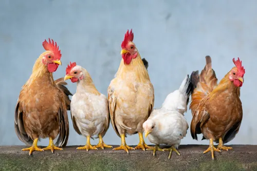 Fascinating Facts for Kids About Chickens