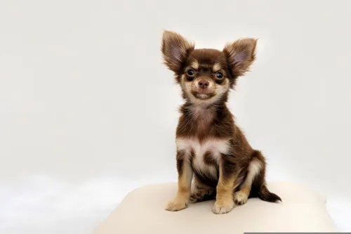 Fascinating Facts for Kids About Chihuahuas