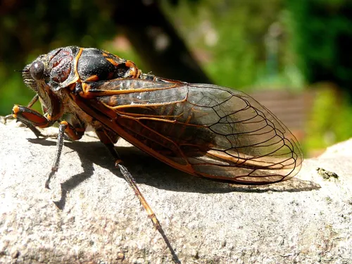 Fascinating Facts for Kids About Cicada