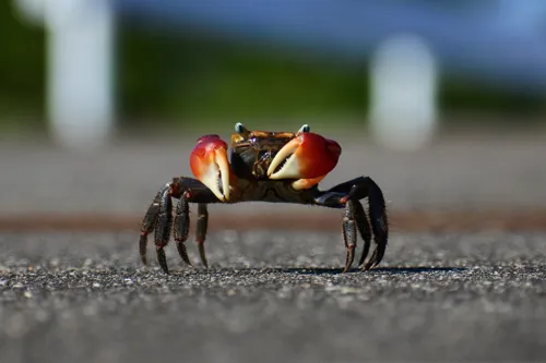 Fascinating Facts for Kids About Crabs