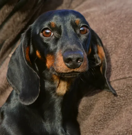 Fascinating Facts for Kids About Dachshunds