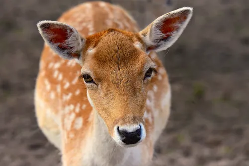 Fascinating Facts for Kids About Deer
