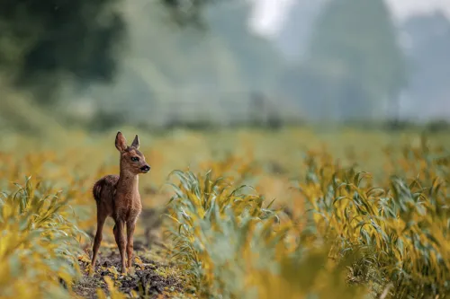 Fascinating Facts for Kids About Deer