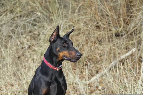 Fascinating Facts for Kids About Doberman Pinschers