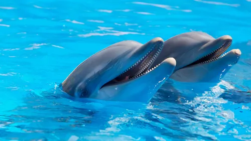 Fascinating Facts for Kids About Dolphins