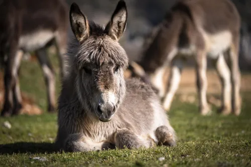 Fascinating Facts for Kids About Donkey