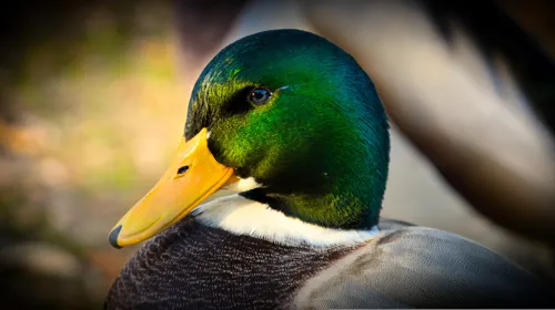 Fascinating Facts for Kids About Ducks