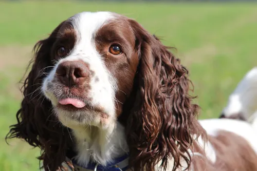 Fascinating Facts for Kids About English Springer Spaniels