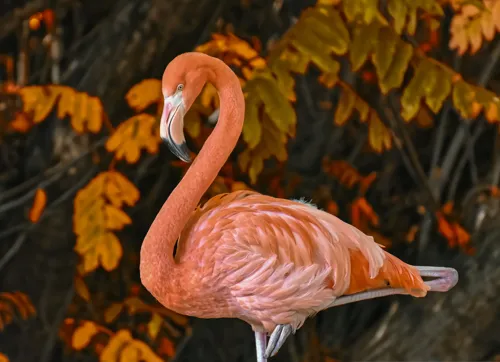 Fascinating Facts for Kids About Flamingo