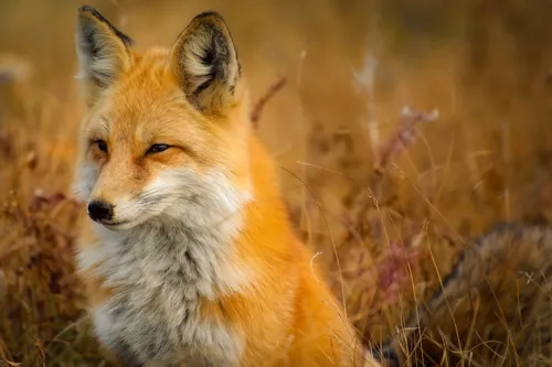 Fascinating Facts for Kids About Foxes