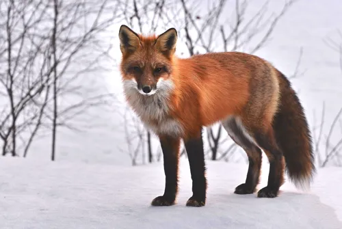 Fascinating Facts for Kids About Foxes
