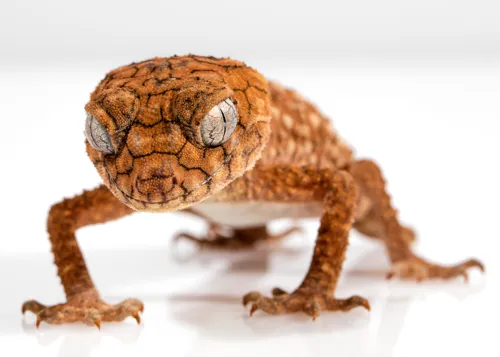 Fascinating Facts for Kids About Geckos